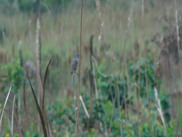 Long-tailed Reed Finch - ML201681931