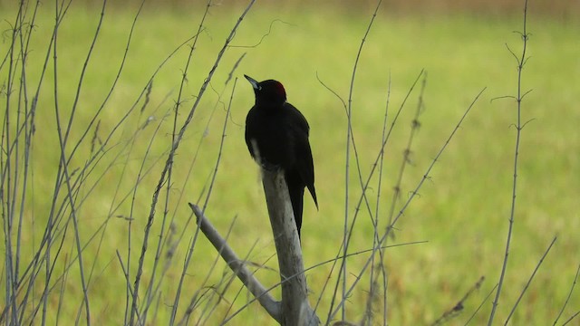 Black Woodpecker - ML201682111