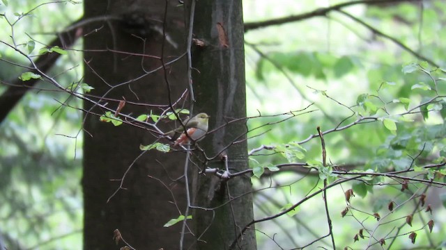 Wood Warbler - ML201682161