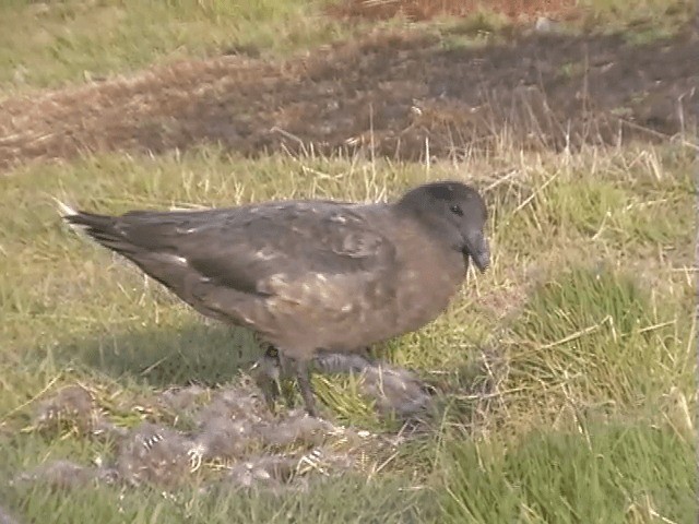 Brown Skua (Falkland) - ML201682241