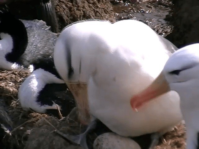 albatros černobrvý (ssp. melanophris) - ML201682281