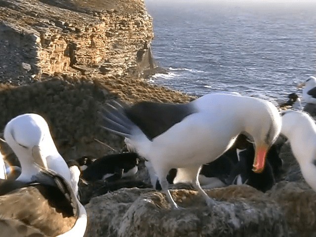 albatros černobrvý (ssp. melanophris) - ML201682311