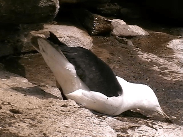 Чернобровый альбатрос (melanophris) - ML201682331