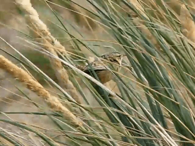 Grass Wren (Austral) - ML201682451