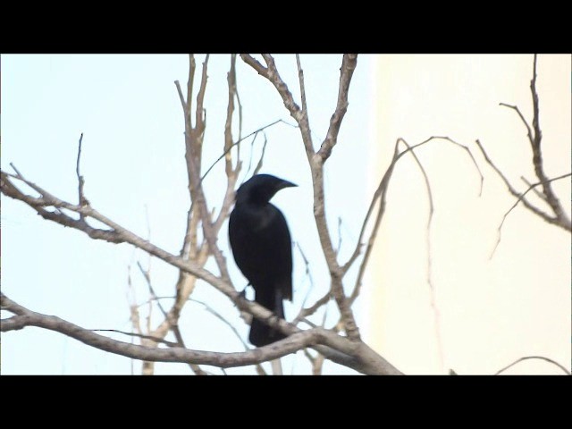Scrub Blackbird - ML201682501
