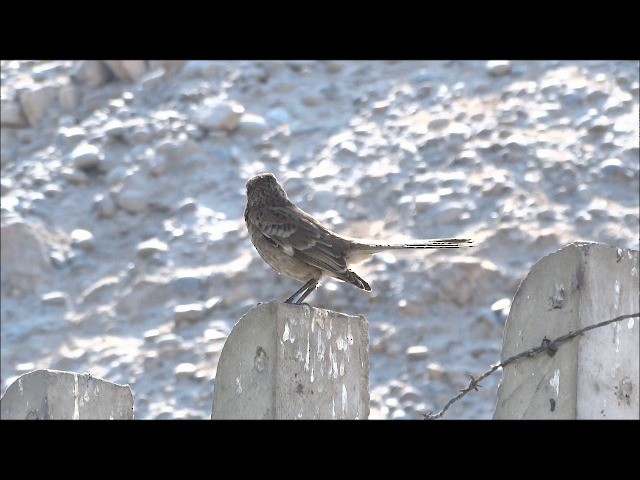 Long-tailed Mockingbird - ML201682511