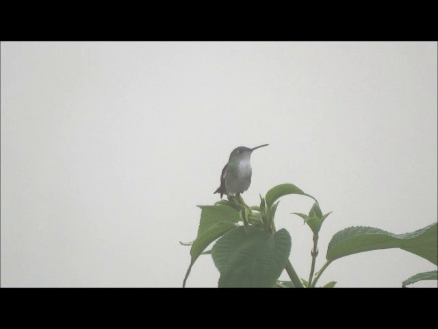 White-bellied Hummingbird - ML201682531