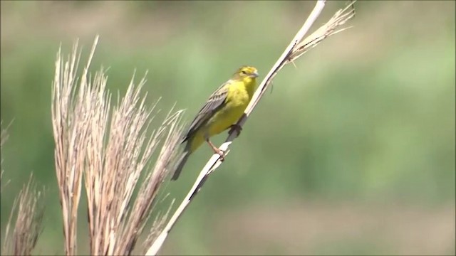 Grassland Yellow-Finch - ML201682821