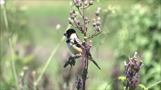 Rusty-collared Seedeater - ML201682841