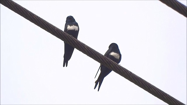 White-banded Swallow - ML201683161