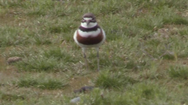 Double-banded Plover - ML201683201