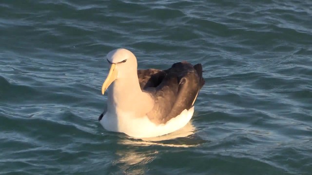 albatros snarský - ML201683261