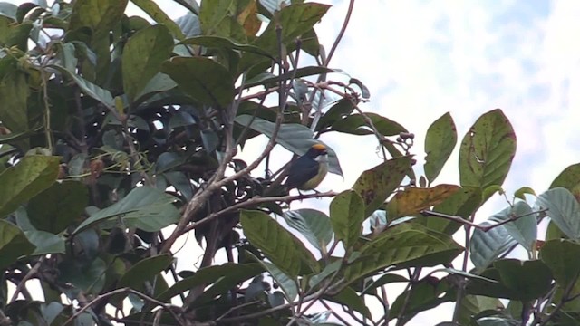 Yellow-crowned Flowerpecker - ML201683391