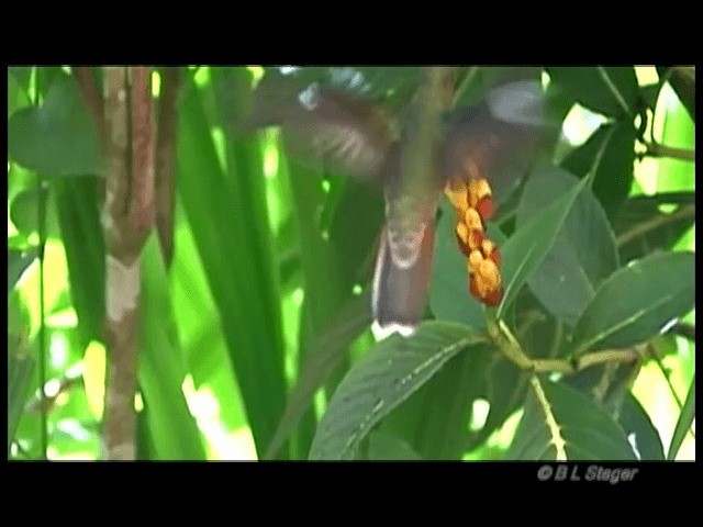 Краснохвостый колибри-отшельник - ML201683551