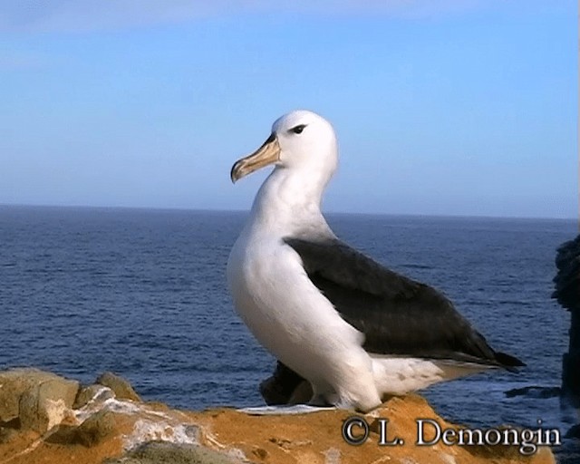 Чернобровый альбатрос (melanophris) - ML201684351