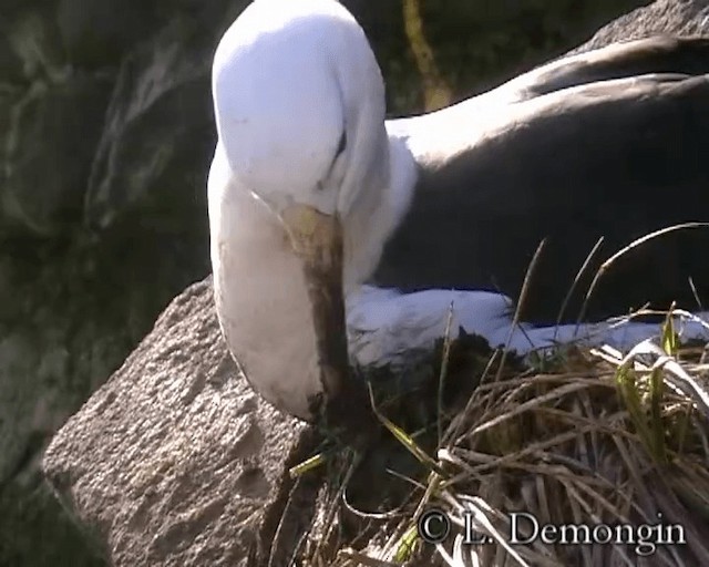 Чернобровый альбатрос (melanophris) - ML201684371