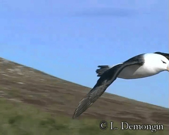 Albatros Ojeroso (melanophris) - ML201684391