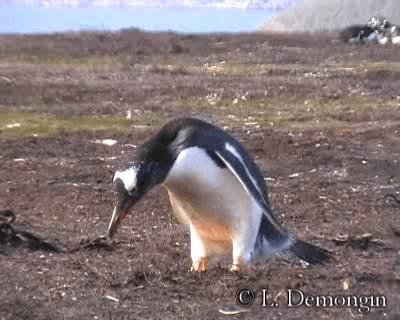 Gentoo Penguin - ML201684541