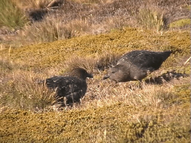 Brown Skua (Falkland) - ML201684741
