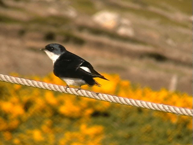 Chilean Swallow - ML201684841