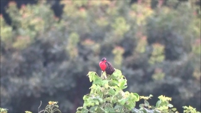 Red-breasted Meadowlark - ML201684931