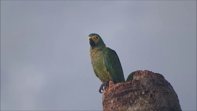 Red-bellied Macaw - ML201684991