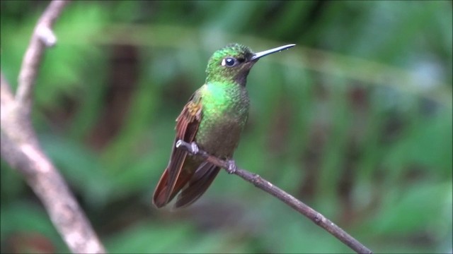 kolibřík brazilský - ML201685041