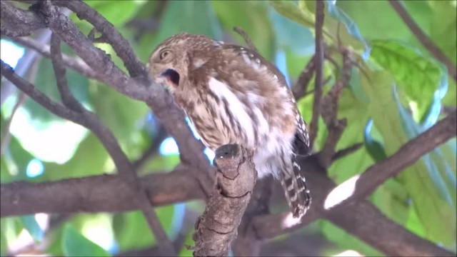 Ferruginous Pygmy-Owl (Ferruginous) - ML201685081