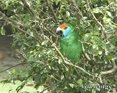 Red-browed Parrot - ML201685111