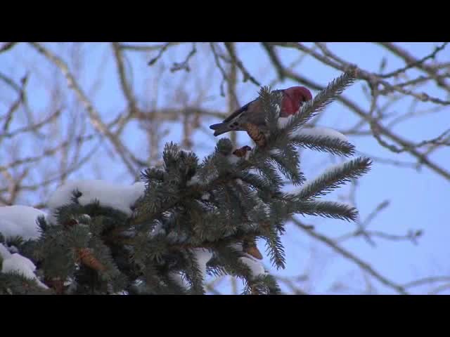 White-winged Crossbill (leucoptera) - ML201685611