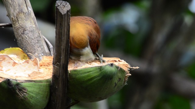 Chestnut-colored Woodpecker - ML201685841