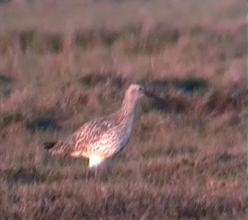  - Slender-billed Curlew