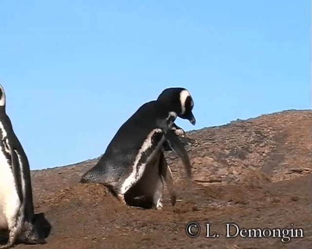 tučňák magellanský - ML201686611