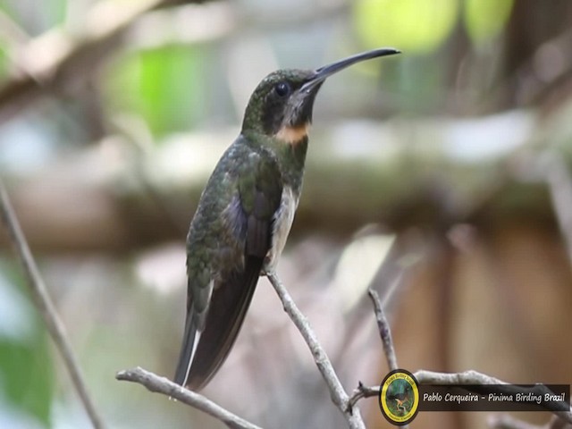 Pale-tailed Barbthroat - ML201687171
