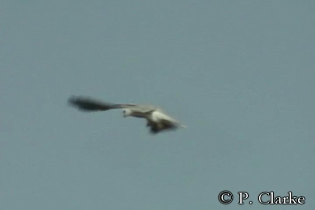 White-tailed Kite - ML201687281