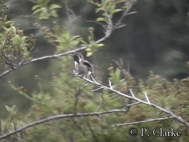 Costa's Hummingbird - ML201687421