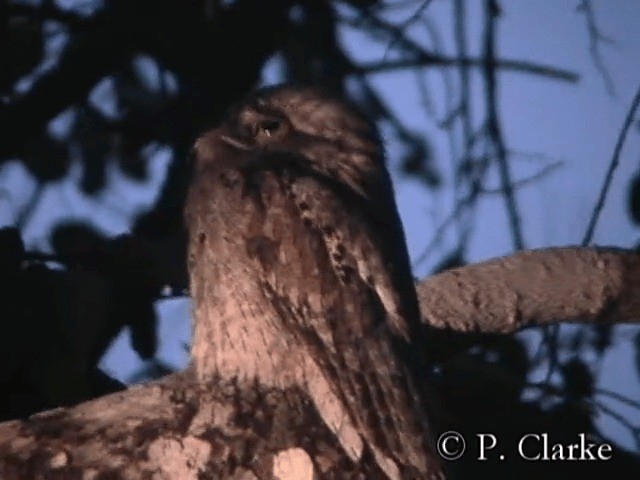 Northern Potoo (Middle American) - ML201687511