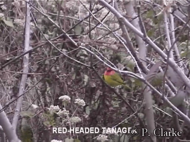 Red-headed Tanager - ML201687521