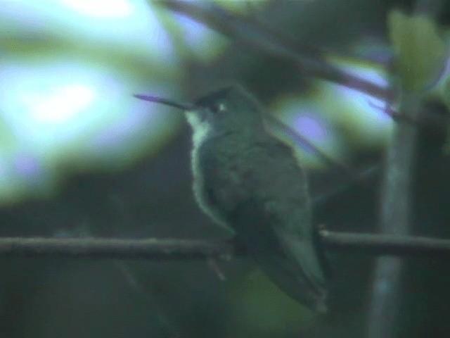 Azure-crowned Hummingbird (Azure-crowned) - ML201687631