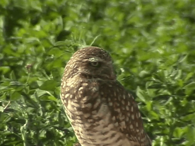 Burrowing Owl (Western) - ML201687681