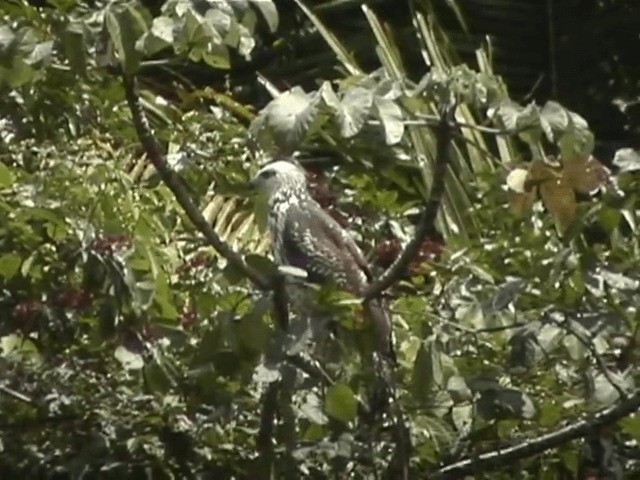 káně velká (ssp. ridgwayi) - ML201687721