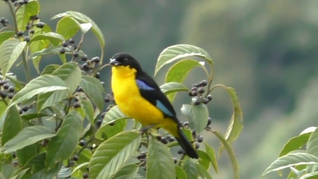 Blue-winged Mountain Tanager (Bolivian) - ML201687881