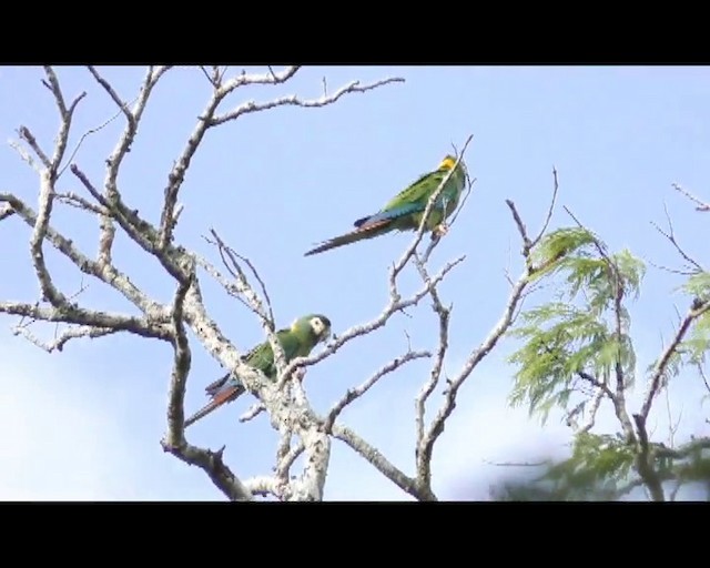 Yellow-collared Macaw - ML201687921