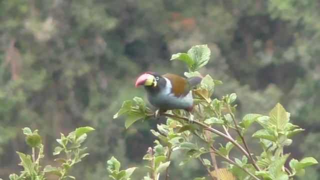 Gray-breasted Mountain-Toucan - ML201688051