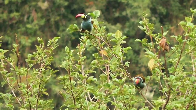 Gray-breasted Mountain-Toucan - ML201688061