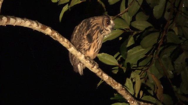 Striped Owl - ML201688101