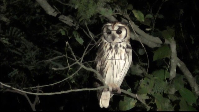 Striped Owl - ML201688121