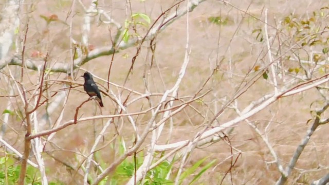 Swallow-winged Puffbird - ML201688271