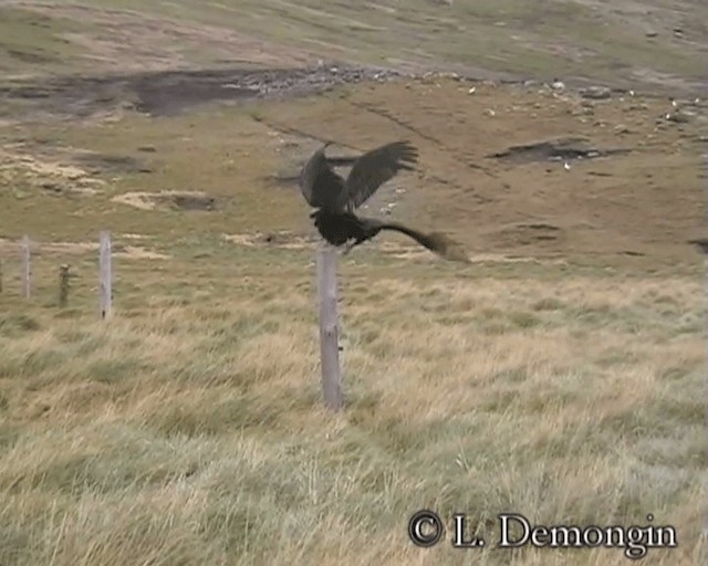 Turkey Vulture (South Temperate) - ML201688591