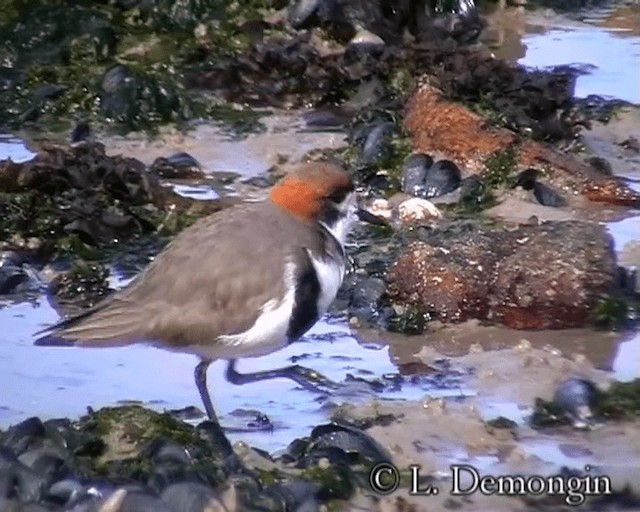 Two-banded Plover - ML201688601